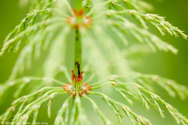 Bospaardenstaart; Wood Horsetail; Equisetum sylvaticum