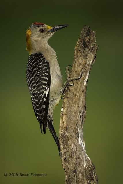 Male Golden-Fronted Woodpecker Cllinks To A Branch In Woodpecker Fashion