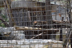 A bobcat at the Austin Zoo