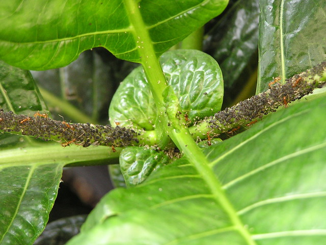 Brown citrus aphids (Toxoptera citricida) and ants on noni (Morinda citrifolia)