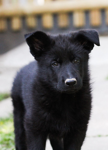 Black Puppy | Mai 2014 Canon EOS 60D EF 85mm f/1.8 USM Creat… | Flickr