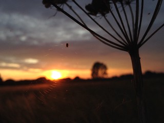 Spider at sunset