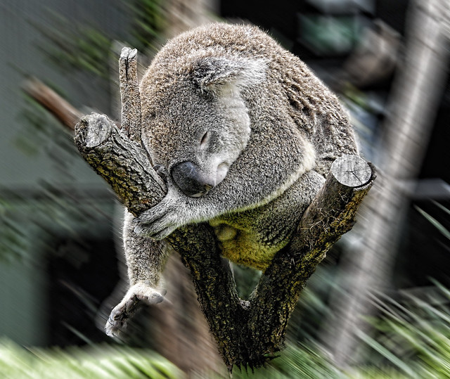 Koala - Sydney Zoo
