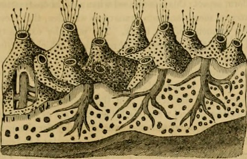 Paternoster