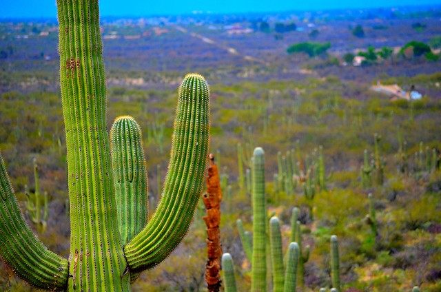 los saguaros