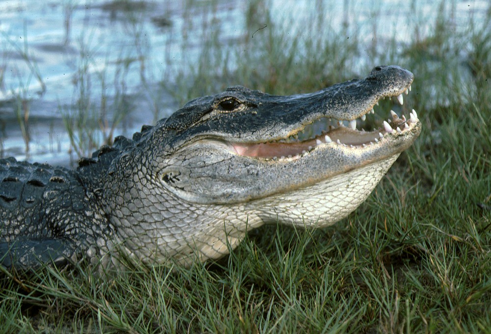 American Alligator (Alligator mississippiensis).