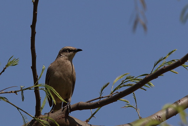 Sabiá-do-campo - Chalk-browed Mockingbird (Mimus sauninus)