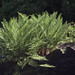 Flickr photo 'H20100605-2715--Woodwardia fimbriata--RPBG' by: John Rusk.