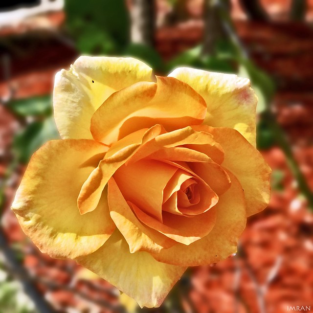 Golden Yellow Rose Of Florida In An Age Of Love Versus Hate - IMRAN™