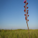 Blazing Star In Joseph A. Tauer SNA, south of New Ulm, MN about ten miles.