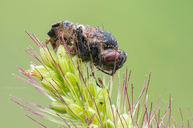 Some more trapped insects