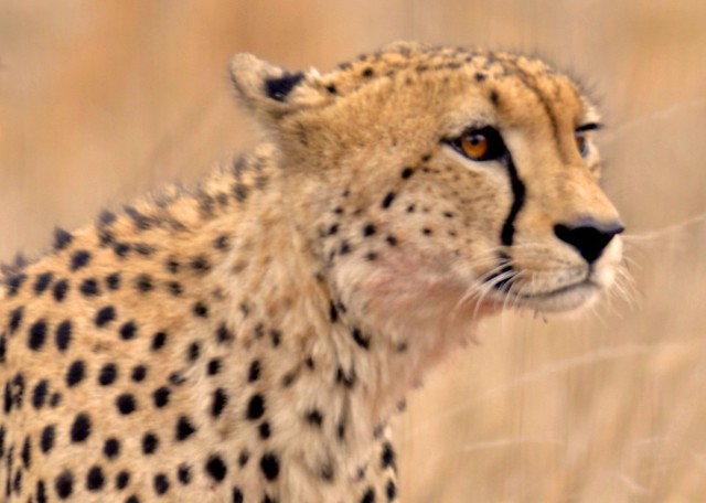 Cheetah with bloody neck and chin