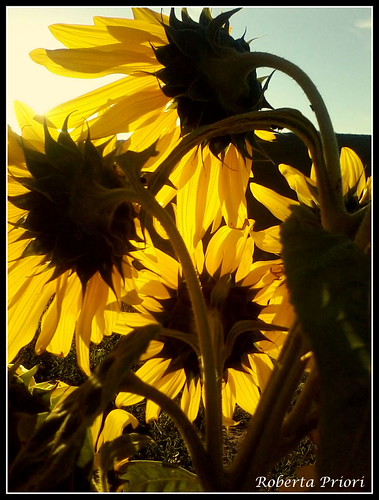 P23-09-14_17.24 | by Roberta Priori
