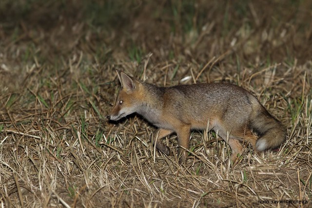 Raposa, Red Fox(Vulpes vulpes)
