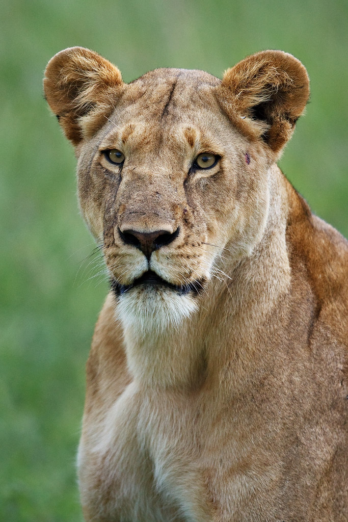 Image: Cheli Pride Lioness