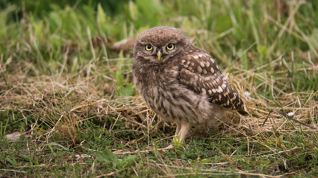 little owl juvenile - steenuiltje juveniel