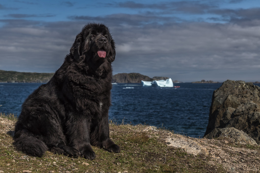Ньюфаундленд длина реки. Ньюфаундленд. Ньюфаундленд собака. Собака водолаз ньюфаундленд. Канадский ньюфаундленд.