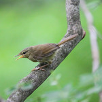 IMG_3056 ウグイス 鶯 Horornis diphone）／幼鳥 - young bird