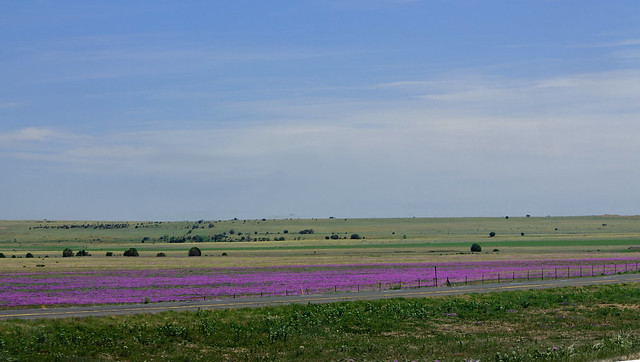 Purple Fields, June 3, 2014 24/52