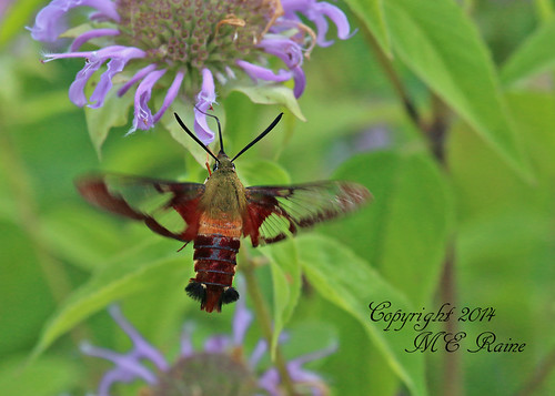 new flowers nature landscape hummingbird purple native wildlife moth insects bugs wildflowers grassland preserve jersey” “ moth” preserve” township” “clearwing “franklin “negrinepote