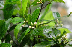 Pittosporum balansae (Pittosporaceae)
