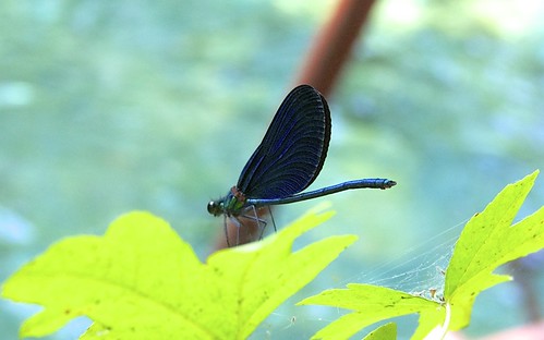 nature turkey dragonfly dalyan yuvarlakçay