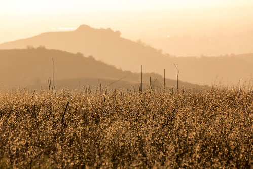 california sun grass canon landscape golden bokeh socal orangecounty dslr sl1 chinohills