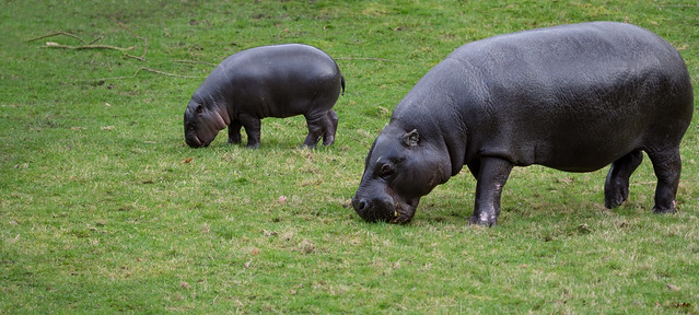 Pygmy Hippo & calf