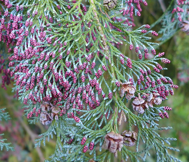 Lawson Cypress (Chamaecyparis lawsoniana)