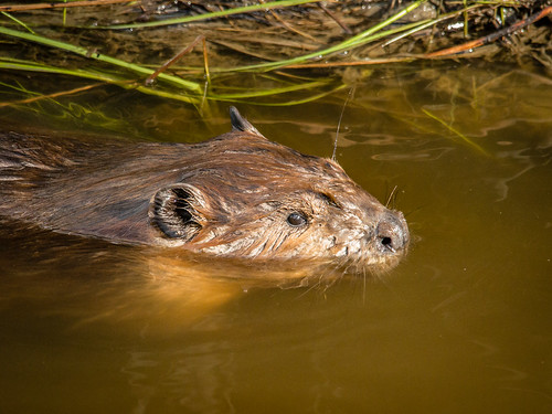 beaver