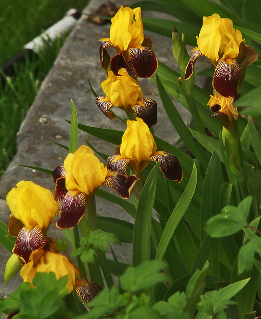Striking Yellow Irises