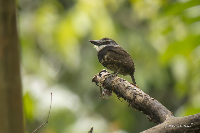 Bucco noanamae - Sooty-capped Puffbird (Endemic)