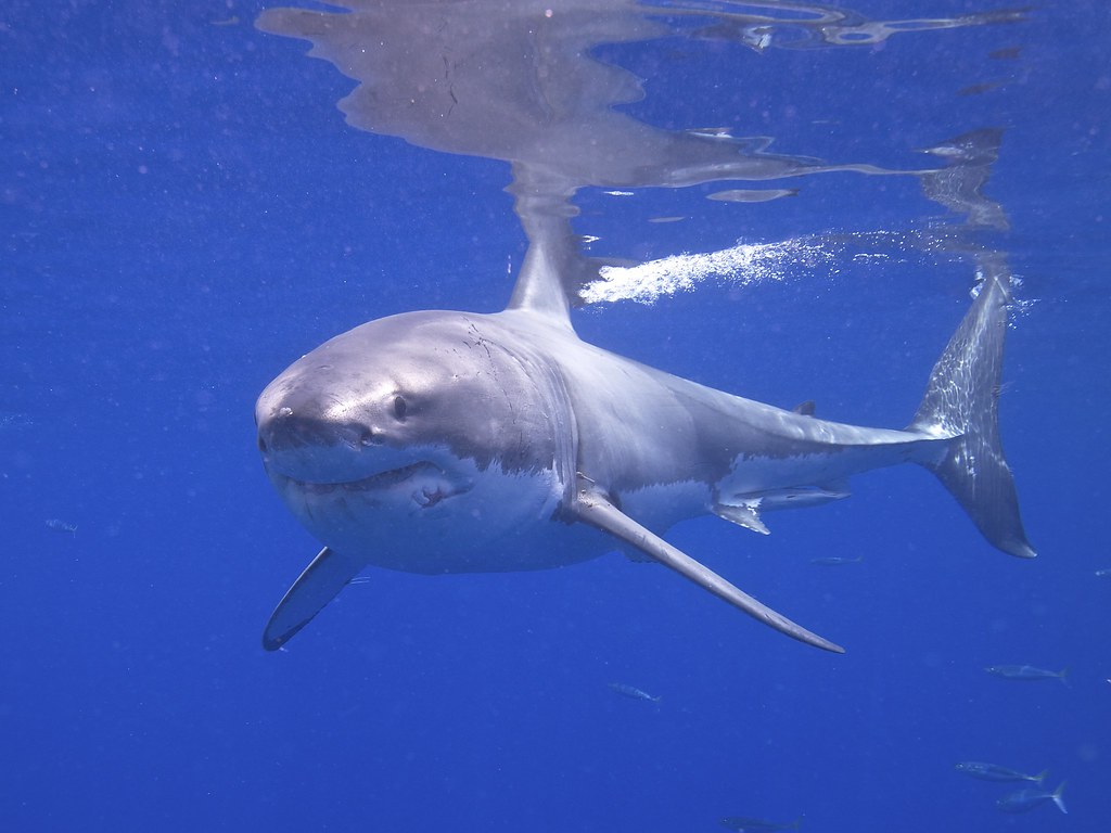 Great White Sharks | Facts You Didn’t Know About the Great White Sharks - Great White Shark  Habitat and Distribution