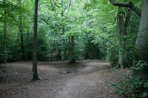 Frillinghurst Wood 