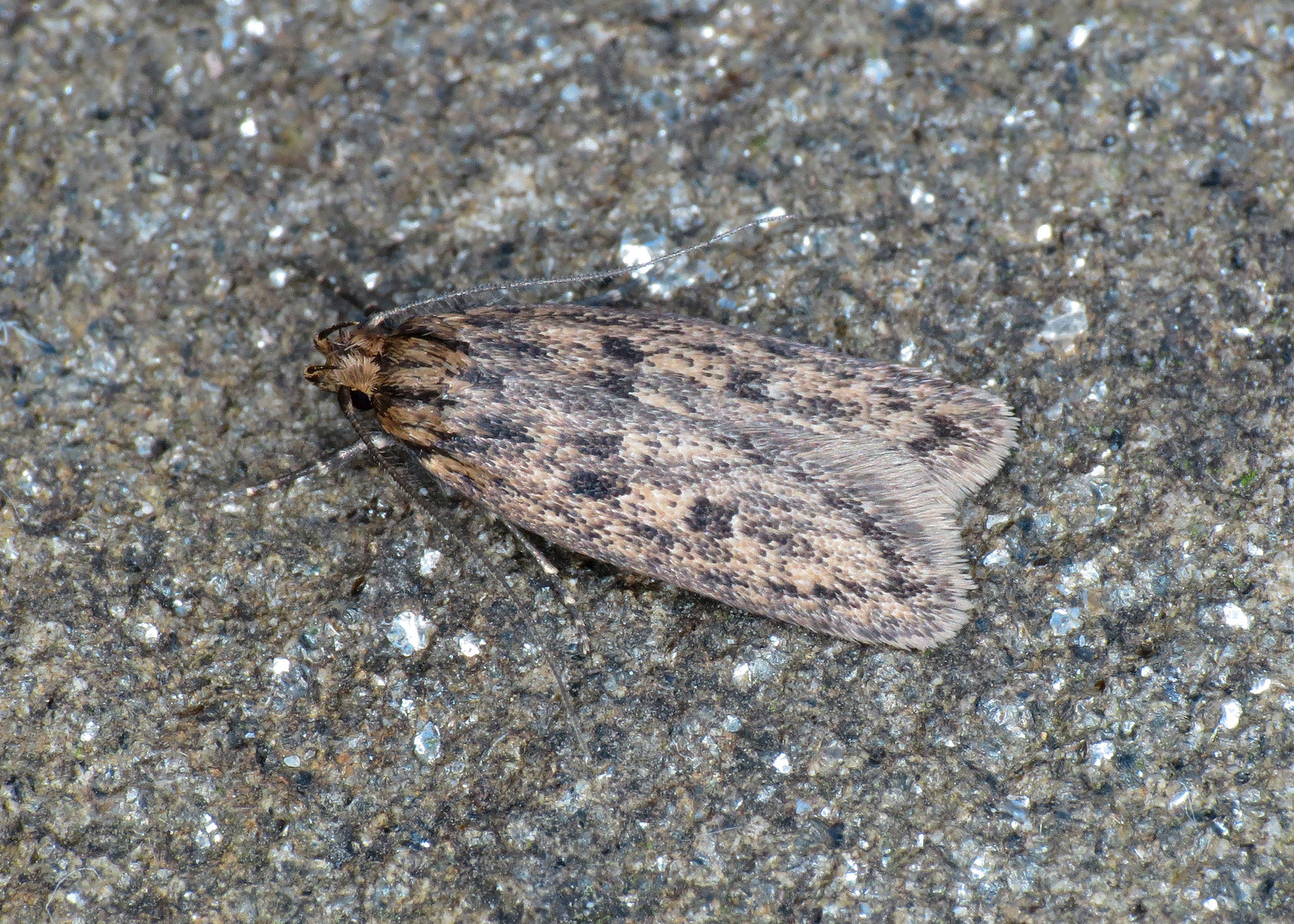 647 Brown House-moth - Hofmannophila pseudospretella