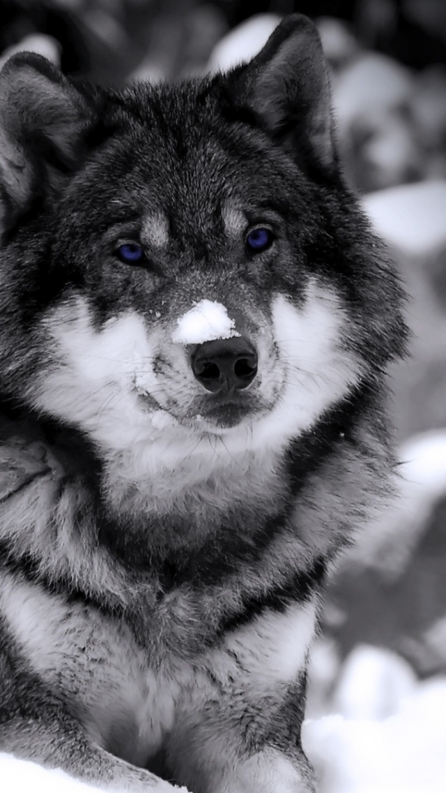 All sizes | wolf_snow_white_winter_1062_640x1136 | Flickr - Photo Sharing!