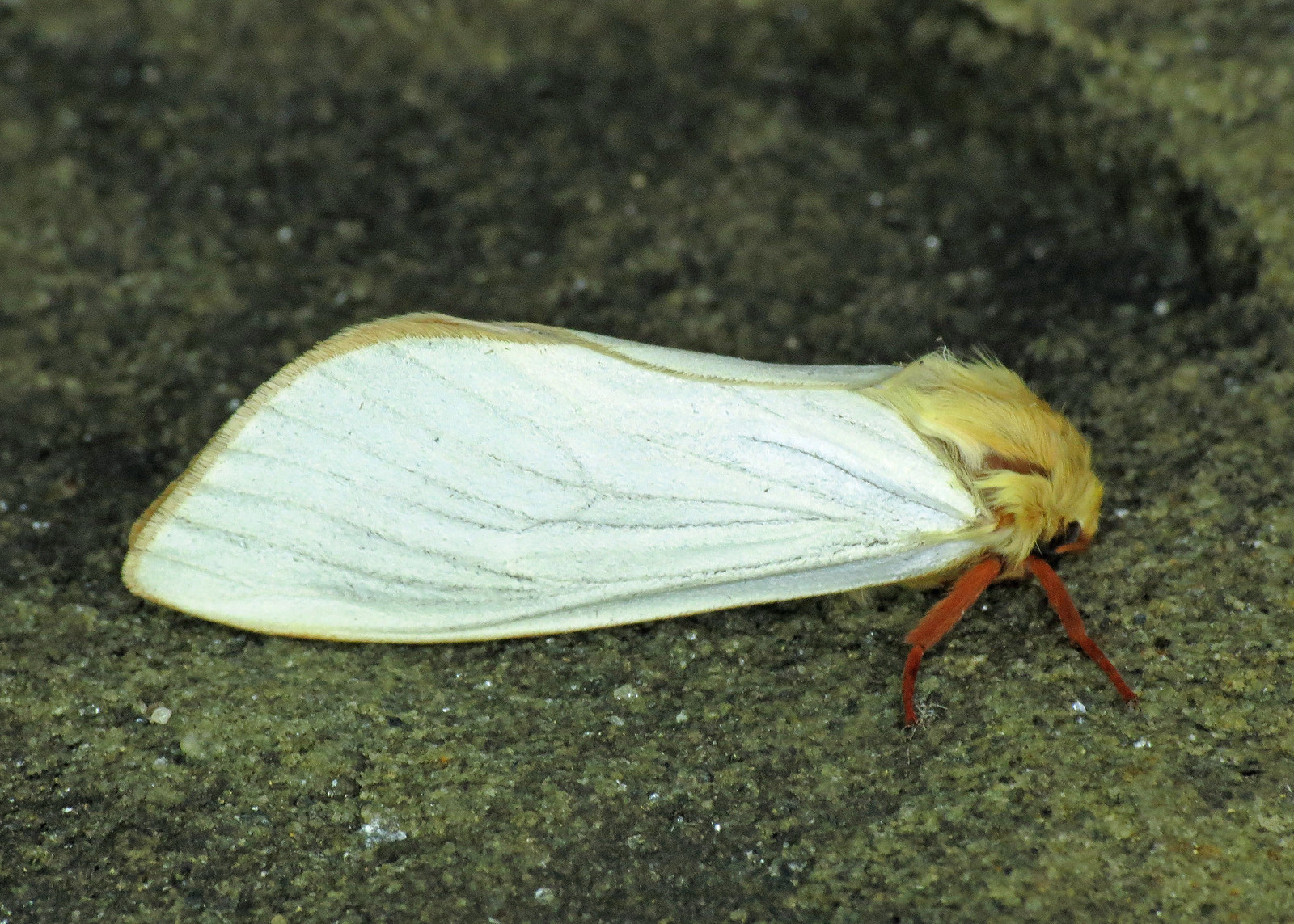 3.005 Ghost Moth - Hepialus humuli