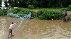 Net fishing...   Kalasin,  Thailand