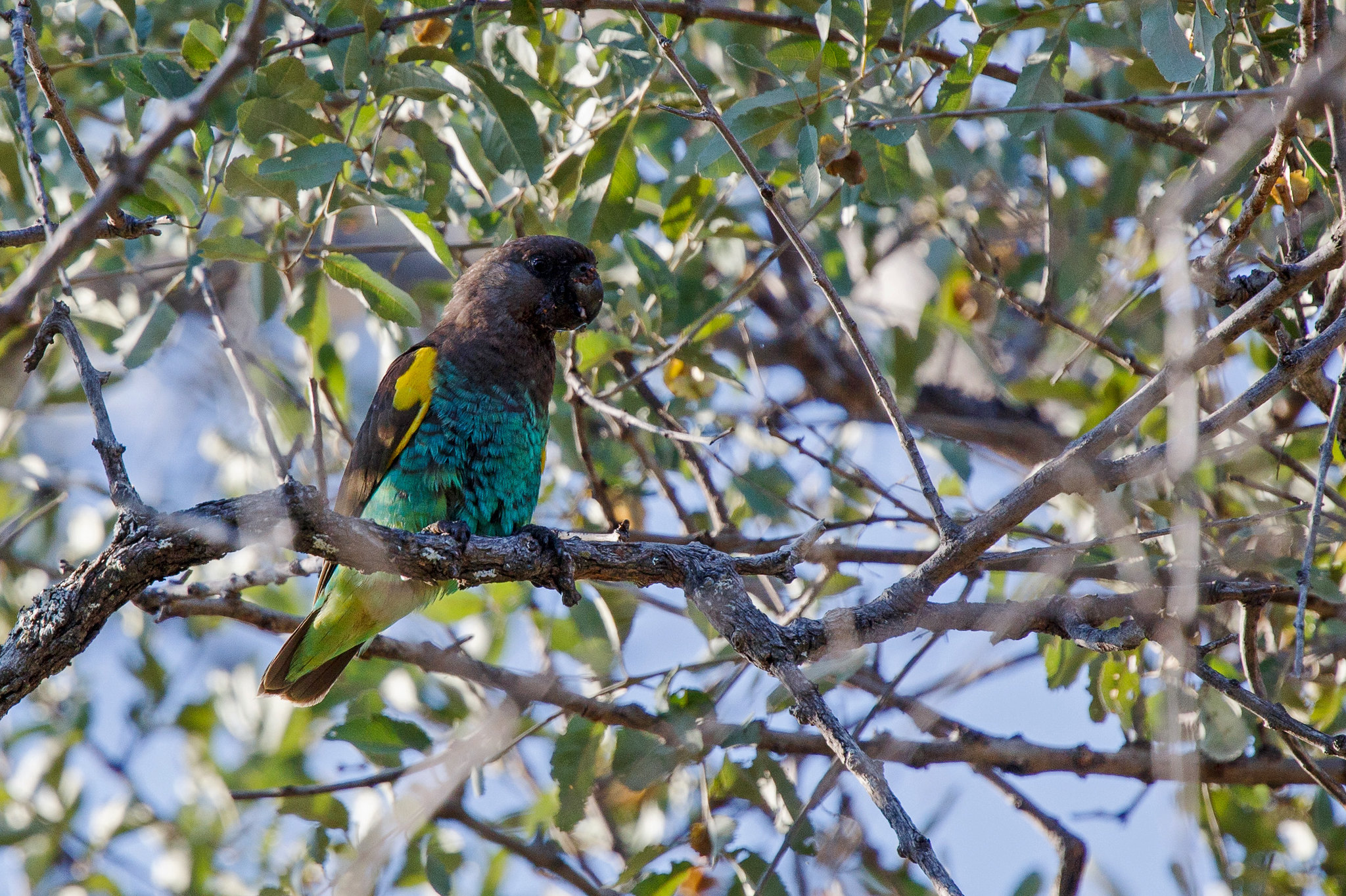Brown-headed Parrot - Botswana