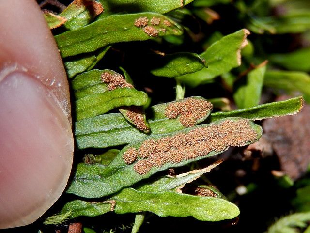 Dwarf Finger Fern (Grammitis stenophylla)