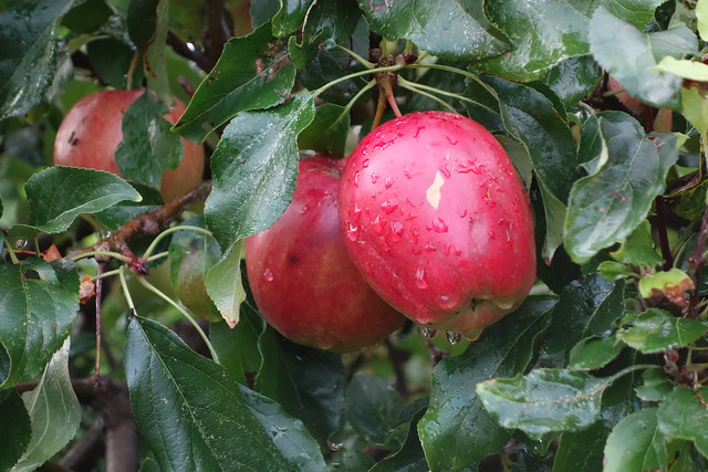 Äpfel nach einem Regenschauer