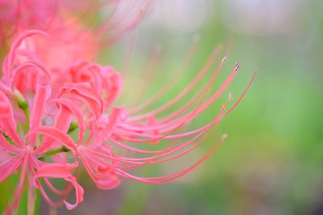 red spider lily in macro