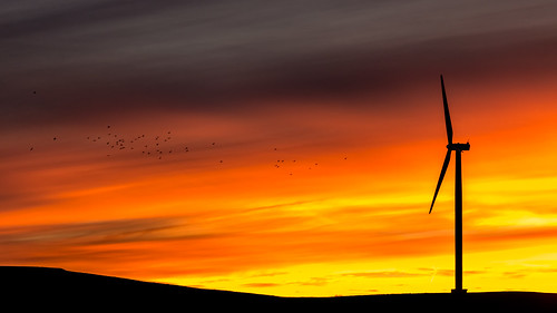 light sunset cloud bird windmill silhouette flying twilight dusk turbines bungendore tarago