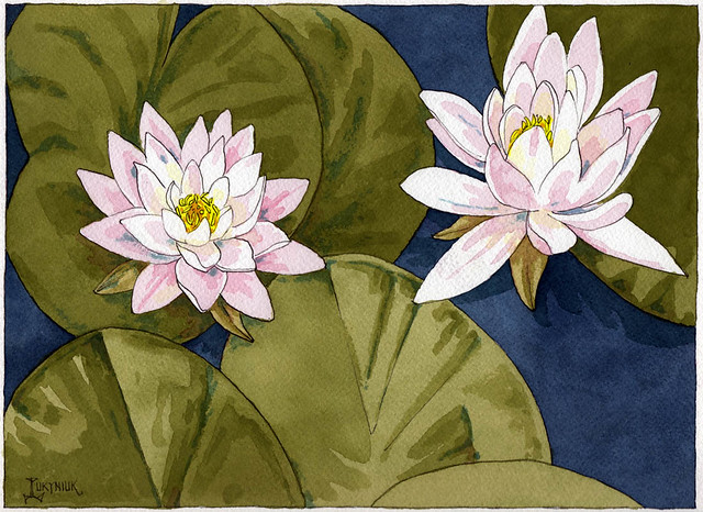 Waterlilies on pads colour small