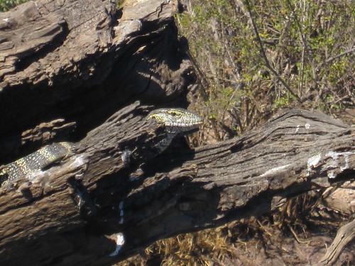Monitor Lizard | by emily_mcp
