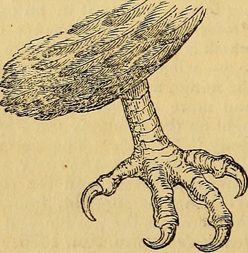 Paternoster