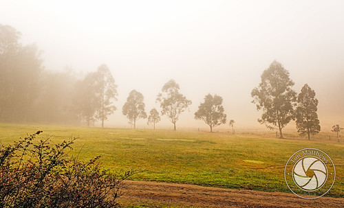 morning trees fog landscape country australian australia nsw lanscapes