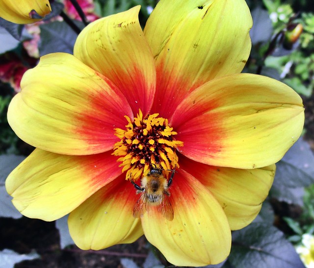 Dahlia with visitor