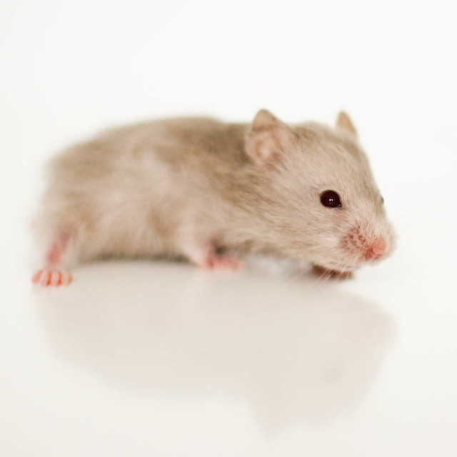 Dove LH Syrian hamster