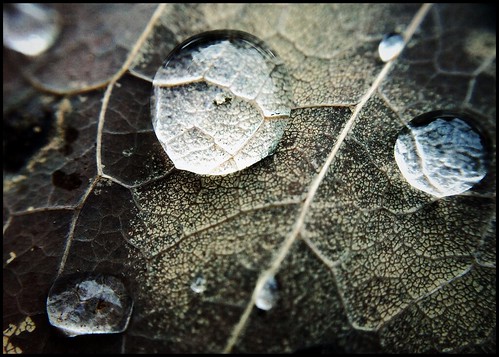 Water Drops and Leaf 2
